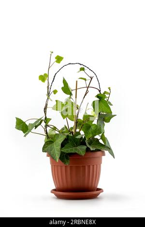 Edera inglese in un vaso di fiori su sfondo bianco - isolato con un sentiero di ritaglio Foto Stock