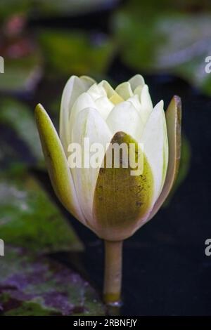 Nymphaea nouchali var caerulea 14405 Foto Stock