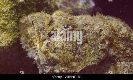 Il ritratto ravvicinato del pesce scorpione del diavolo o falso pesce pietra (Scorpaenopsis diabolus) giace sul fondo marino in raggi solari luminosi, Mar Rosso, Egitto Foto Stock