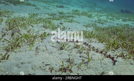 L'anguilla del serpente di Arlecchino (Myrichthys colubrinus) scorre lungo il fondo sabbioso ricoperto di verde erba marina di giorno, Mar Rosso, Egitto Foto Stock