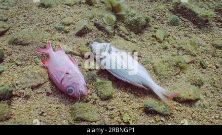 Lenza da pesca persa e ganci da pesca con due pesci tropicali morti che giacciono sott'acqua su fondo sabbioso. Problema di attrezzi fantasma - qualsiasi attrezzo da pesca che è stato un Foto Stock