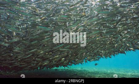 Grande concentrazione di pesci Hardyhead Silverside che nuotano in acque poco profonde su fondali sabbiosi che gettano ombra sul fondale marino alla luce del sole, Mar Rosso, Egitto Foto Stock