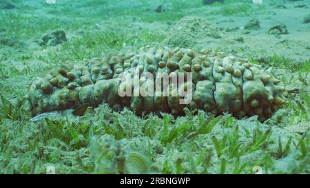 Il cetriolo di mare Ocellato (Stichopus pseudohorrens) giace su un fondo marino ricoperto da alghe verdi, liscio nastro marino (Cymodocea rotundata) nelle giornate di sole Foto Stock