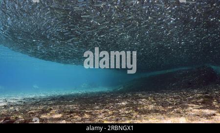 Grande concentrazione di pesci Hardyhead Silverside che nuotano in acque poco profonde su fondali sabbiosi che gettano ombra sul fondale marino alla luce del sole, Mar Rosso, Egitto Foto Stock