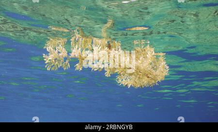 Primo piano di frammenti di Seaweed Brown Sargassum che si spostano sulla superficie dell'acqua durante il giorno con raggi solari luminosi, vista sottomarina, Mar Rosso, Egitto Foto Stock