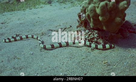 L'anguilla del serpente di Arlecchino (Myrichthys colubrinus) scorre lungo il fondo sabbioso di giorno, Mar Rosso, Egitto Foto Stock