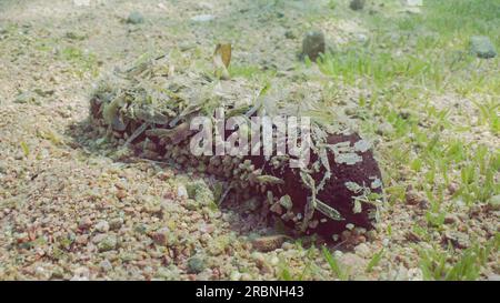 Black Teatfish, Holothuria (Microthele) nobilis si trova sul fondo del mare con ciottoli e foglie di agrume selvatiche incollate a se stesse per mimetizzarsi nelle giornate di sole Foto Stock