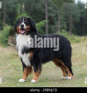 Bovaro del Bernese Foto Stock