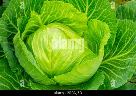 Cavolo un popolare cultivar della specie Brassica oleracea Linne Capitata gruppo della Famiglia Brassicaceae o crucifere Foto Stock