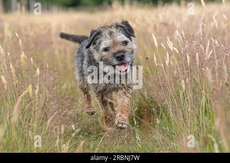 Il cane Border terrier corre verso la macchina fotografica nell'erba lunga Foto Stock