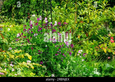 Garden Borders - dolce pisello, Lathyrus odoratus, è una pianta fiorita del genere Lathyrus della famiglia delle Fabaceae (legumi), originaria dell'Europa meridionale. Foto Stock
