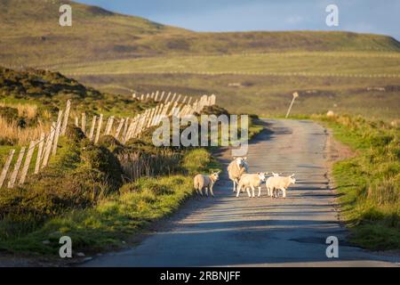 Pecore sulla strada di campagna sulla costa occidentale della penisola di Trotternish, Isola di Skye, Highlands, Scozia, Regno Unito Foto Stock