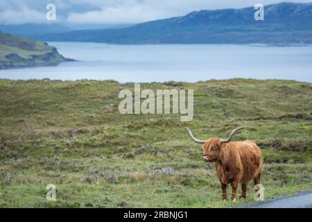 Scottish Highland Cattle vicino a Elgol, Isola di Skye, Highlands, Scozia, Regno Unito Foto Stock