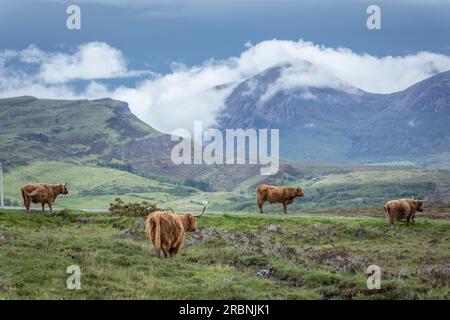 Scottish Highland Cattle vicino a Elgol, Isola di Skye, Highlands, Scozia, Regno Unito Foto Stock