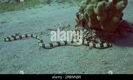 Mar Rosso, Egitto. 3 luglio 2023. L'anguilla del serpente di Harlequin (Myrichthys colubrinus) scorre lungo il fondo sabbioso di giorno, Mar Rosso, Egitto (Credit Image: © Andrey Nekrasov/ZUMA Press Wire) SOLO PER USO EDITORIALE! Non per USO commerciale! Foto Stock