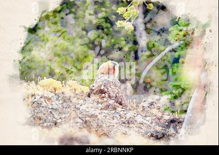 Dipinto ad acquerello creato digitalmente di un marmotto con decorazioni gialle seduto su una roccia nel parco nazionale di Yellowstone Foto Stock