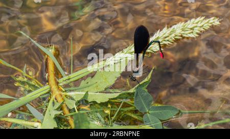 Libellula nera e rosa sull'erba, italia Foto Stock