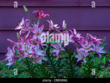 Un gruppo di graziosi gigli asiatici rosa in una mattina d'estate a St Croix Falls, Wisconsin USA. Foto Stock