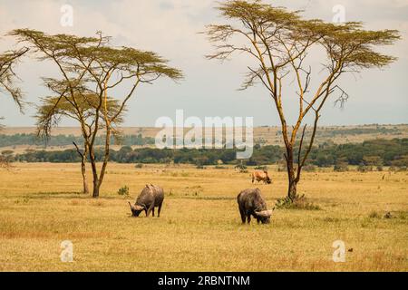 Una mandria di bufali che pascolano allo stato selvatico presso la riserva Soysambu a Naivasha, Kenya Foto Stock