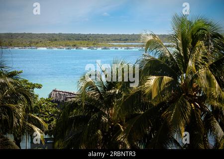 Ammira le palme dell'Isla de los Pájaros, dove attraccano numerose barche per escursioni, la laguna Bacalar, Quintana Roo, Yucatán, Messico, Nord Foto Stock