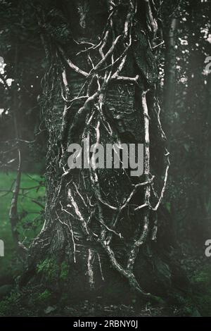 Vecchio albero con corteccia rotta e rami di piante aggrappati al tronco dell'albero il giorno della nebbia Foto Stock