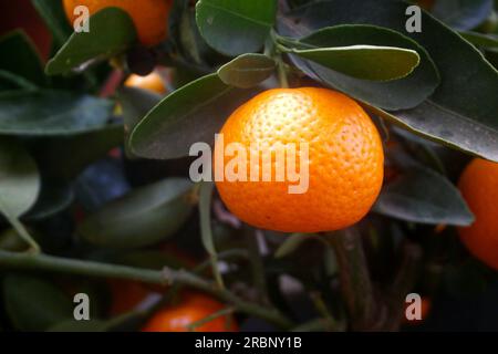 Primo piano sulle calamondine (agrumi x microcarpa) in un albero. Foto Stock