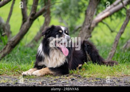 Cane da pastore islandese sdraiato nell'erba a guardare il gregge di pecore Foto Stock