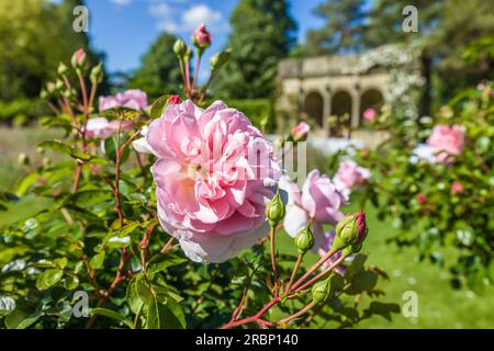 Nyman's Garden su Haywards Heath, West Sussex, Inghilterra Foto Stock