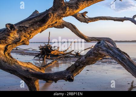 Florida sunrise vista verso Amelia Island attraverso il soleggiato driftwood del cimitero sulla Spiaggia Grande Isola di Talbot vicino a Jacksonville, Florida. (USA) Foto Stock
