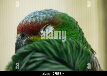 Lilacine Amazone Parrot Head Foto Stock