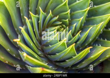 Stabilimento Houseleek nel giardino di St. Michael's Mount, Cornovaglia, Inghilterra Foto Stock