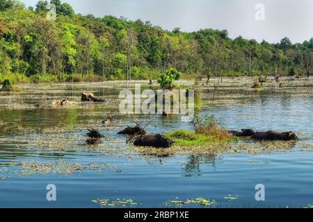 Fotografa un gruppo di bufali d'acqua in piedi in mezzo a un lago paludoso poco profondo in Cambogia, con orientamento paesaggistico. Foto Stock