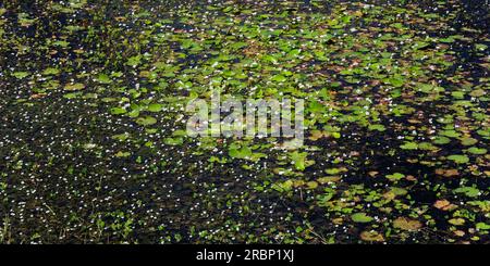 Fitti boschetti di piante acquatiche sulla superficie dello stagno, paesaggio. Foto Stock