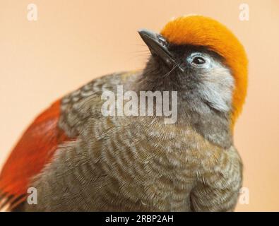 Red Tailed ridendo Thursh Foto Stock