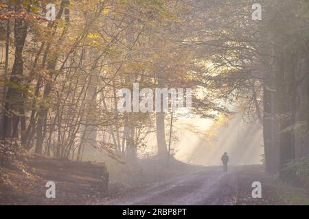 Il sole sfugge nella nebbia - nel Parco naturale Rheingau-Taunus vicino a Engenhahn, Niedernhausen, Assia, Germania Foto Stock