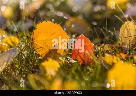 Foglie autunnali colorate con rugiada mattutina nei frutteti prati vicino a Engenhahn, Niedernhausen, Assia, Germania Foto Stock