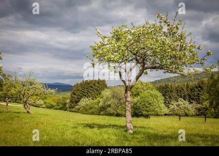 Primavera nei frutteti prati vicino a Engenhahn, Niedernhausen, Assia, Germania Foto Stock