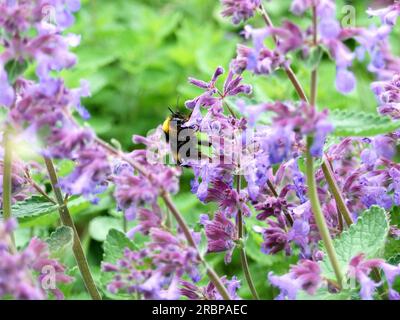 Un Bee che ronza tra i petali di Lavanda Foto Stock