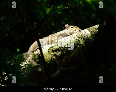 Lo scoiattolo grigio riposa su un ramo d'albero Foto Stock