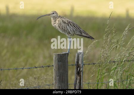 Curlew, nome scientifico: Numenius arquata. Primo piano di un curlew adulto si trovava su un palo di recinzione nell'habitat naturale dei terreni agricoli, rivolto a sinistra. I Curlew sono a Foto Stock