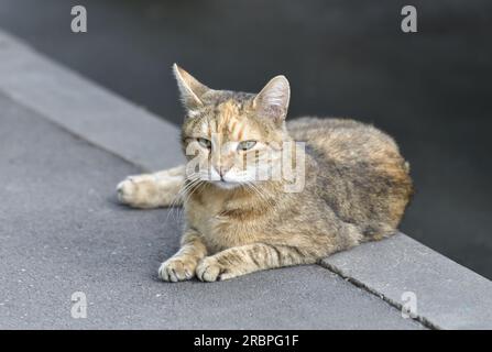 Gatto beige adulto giace sul marciapiede Foto Stock