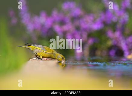 Greenfinch europeo che beve dalla fontana Foto Stock