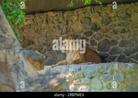 Posa profilo senza leone. Grande gatto. Safari con fauna selvatica. La leonessa nel prifle, adagiata sulle rocce con uno sfondo di pietra. mascolinità forza e grac Foto Stock