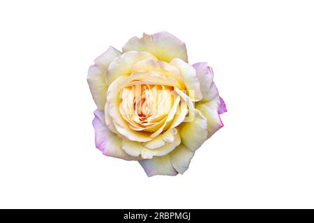 fiore di rosa giallo chiaro su sfondo bianco isolato Foto Stock