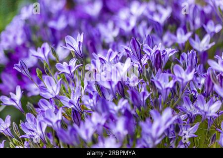 Fiori a Tyntesfield Park vicino Bristol, North Somerset, Inghilterra Foto Stock