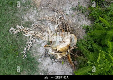 Un albero di banane asciutto, vista dall'alto, Thailandia Foto Stock