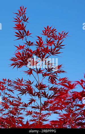 Acero giapponese, Acer palmatum, contro il cielo blu Foto Stock