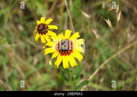 Texas Wildflowers sul lato della strada Foto Stock