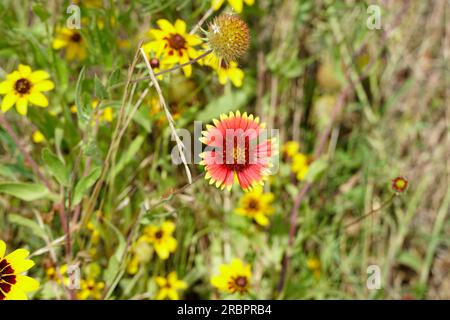 Texas Wildflowers sul lato della strada Foto Stock