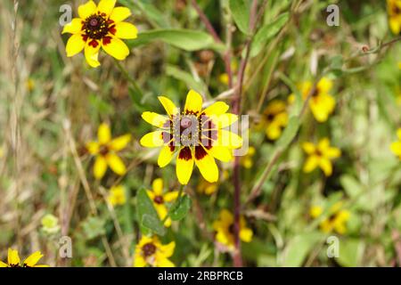 Texas Wildflowers sul lato della strada Foto Stock